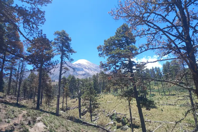 areas verdes y arboles