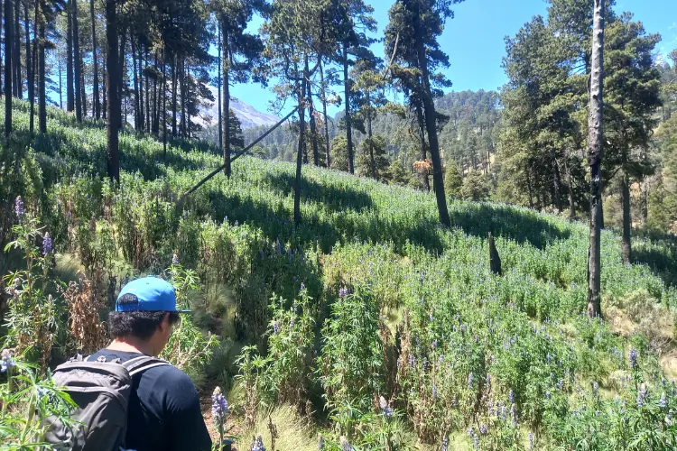 flores y plantas parque nacional