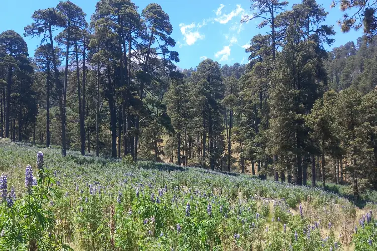 lupinus Montanus del pico de Orizaba tour