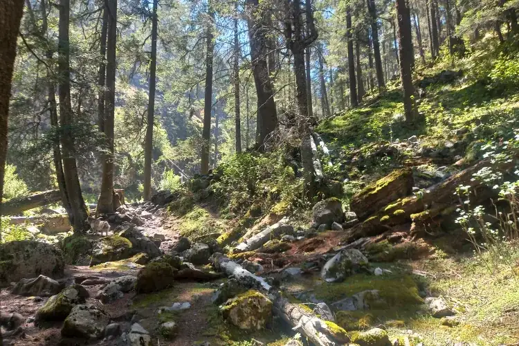 naturaleza del parque nacional pico de orizaba