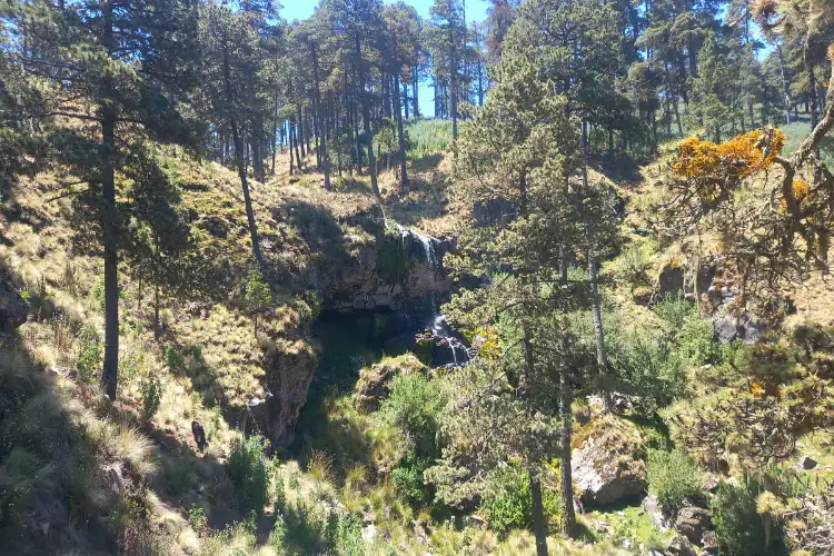 arboles y pinos del pico