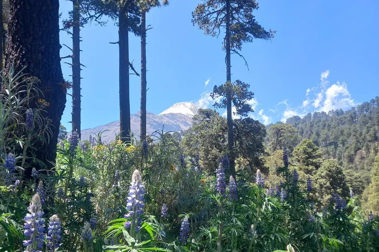 plantas flores y vistas de la cima del pico