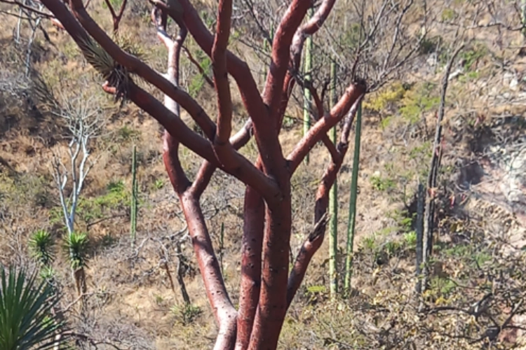 trees of puebla