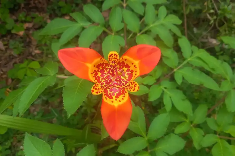 red flower in the hike in oaxaca
