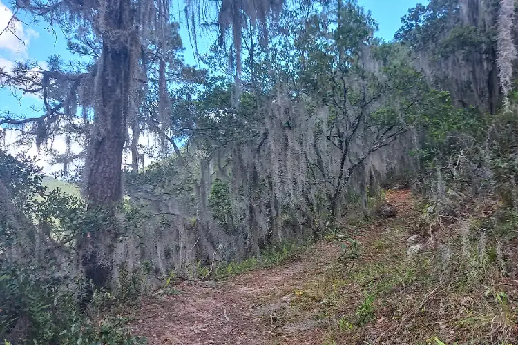 trees in the hike